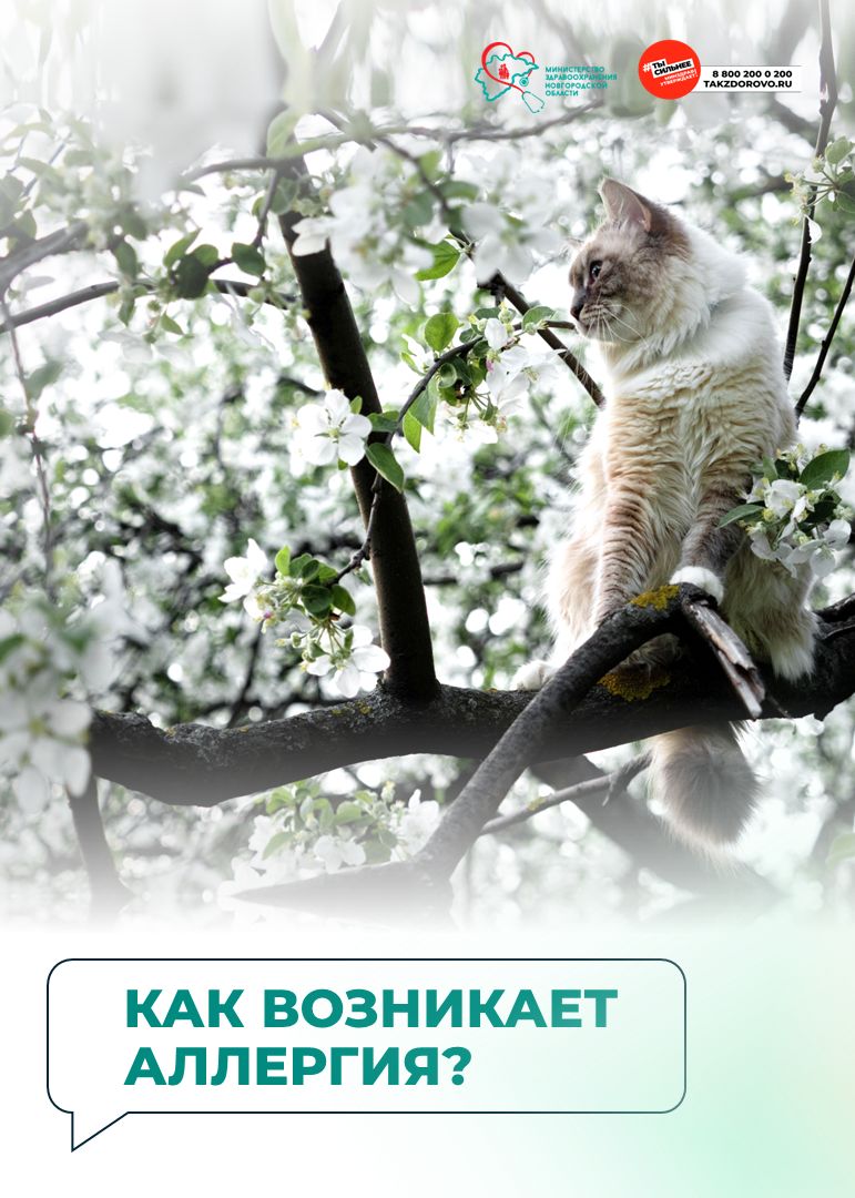 Как возникает аллергия